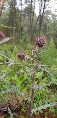 Cirsium oaxacanum
