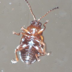 Chrysomelidae
