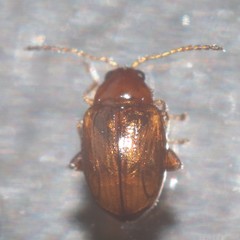 Chrysomelidae