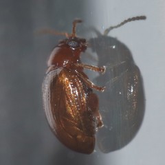 Chrysomelidae