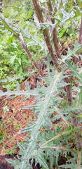 Cirsium oaxacanum