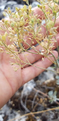 Odontarrhena obtusifolia