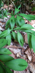 Ruscus hypoglossum