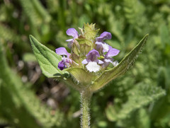 Prunella vulgaris lanceolata