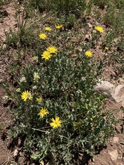 Heterotheca pedunculata