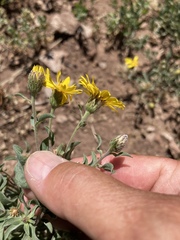 Heterotheca pedunculata