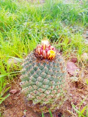 Coryphantha longicornis