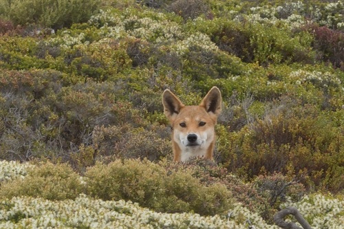 curious and friendly.  It crouched as if to play chase when 