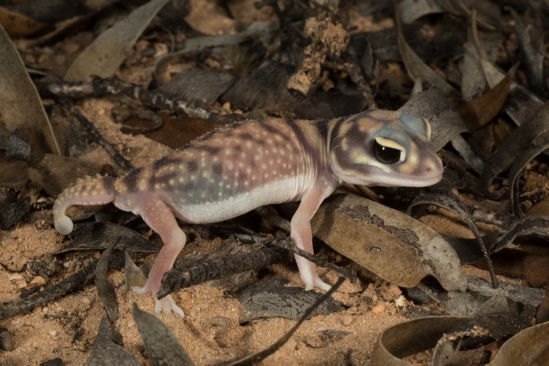 Southern Knob-Tailed Gecko