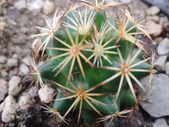 Coryphantha cornifera