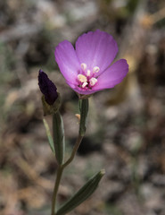 Clarkia purpurea