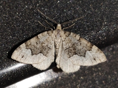 Colostygia aptata