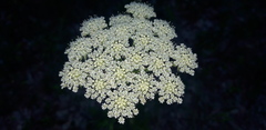 Silphiodaucus hispidus