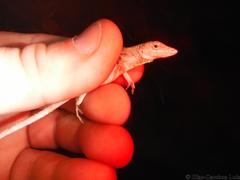 Anolis ustus