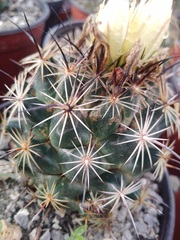Coryphantha cornifera