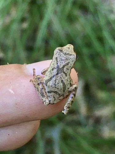 Spring Peeper photographed in Minnesota