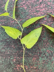 Endodeca serpentaria