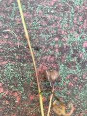 Endodeca serpentaria