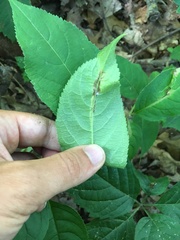 Phytomyza agromyzina group