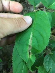 Phytomyza agromyzina group