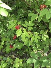 Sambucus racemosa