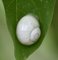 Polymita muscarum