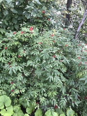 Sambucus racemosa