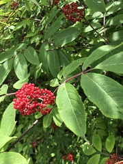 Sambucus racemosa