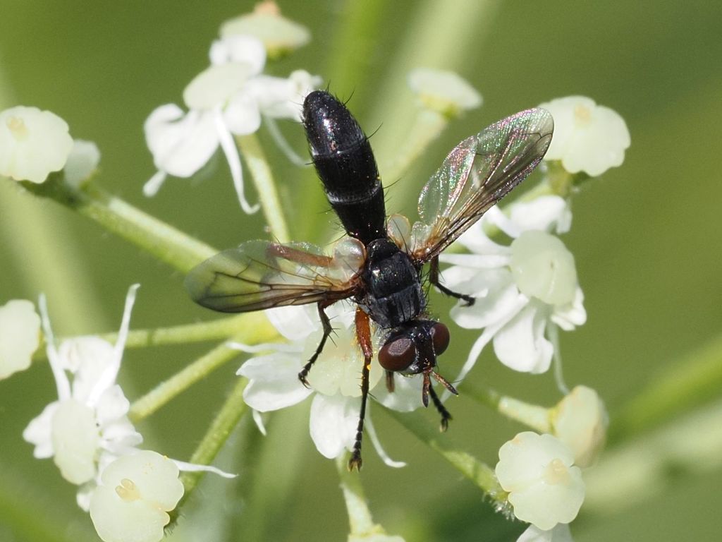 Cylindromyia rufipes