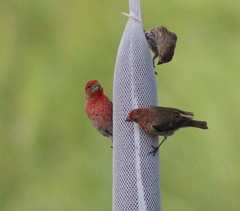 Haemorhous mexicanus