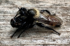 Laphria janus