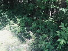 Arabis pycnocarpa adpressipilis