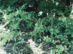 Arabis pycnocarpa adpressipilis