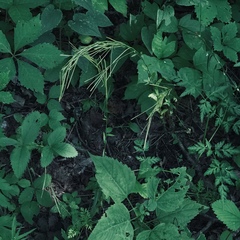 Arabis pycnocarpa adpressipilis