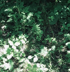 Arabis pycnocarpa adpressipilis