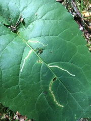 Scrobipalpula manierreorum