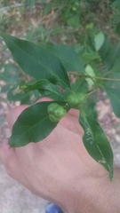 Ditrysinia fruticosa