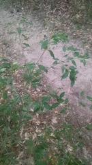 Ditrysinia fruticosa