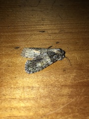 Chytonix palliatricula