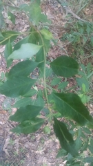 Ditrysinia fruticosa