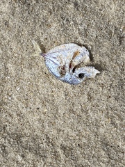 Selene setapinnis