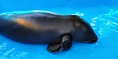Trichechus inunguis