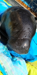 Trichechus inunguis