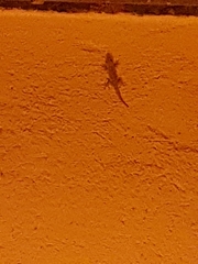 Tarentola mauritanica