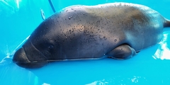 Trichechus inunguis
