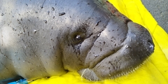 Trichechus inunguis