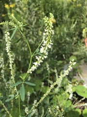 Melilotus albus