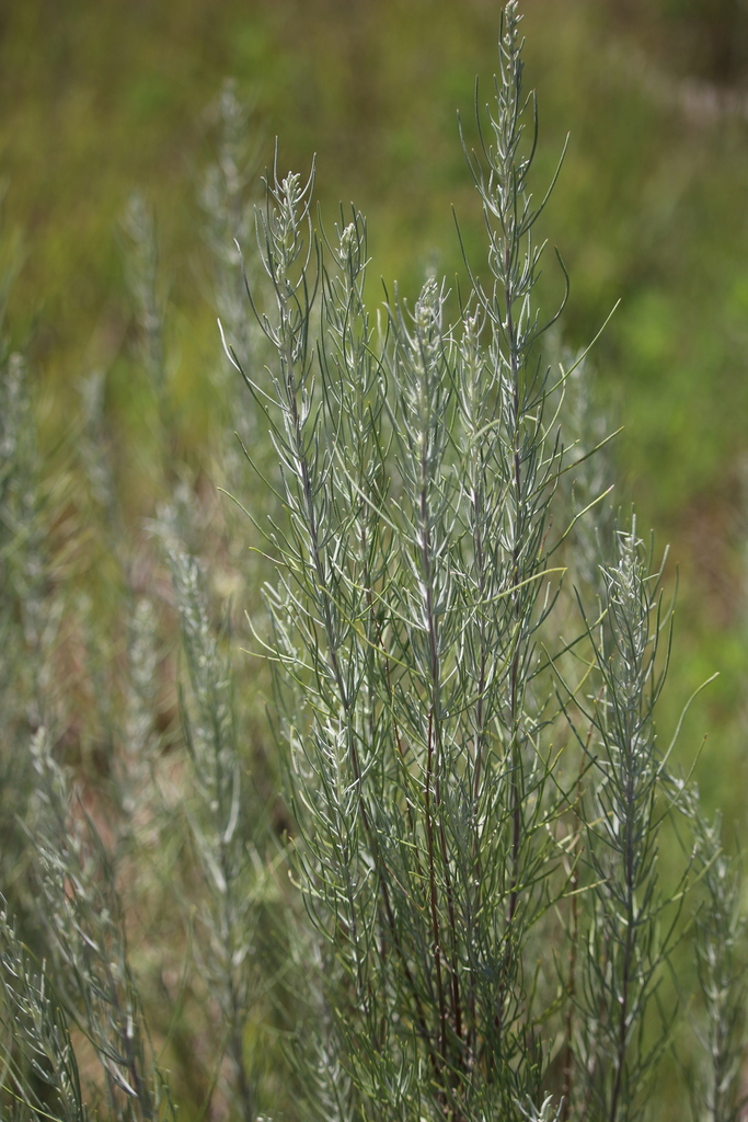 Sand Sagebrush (Plants Of John Martin Reservoir State Park) · INaturalist