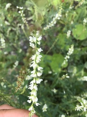 Melilotus albus