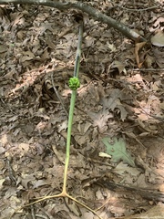 Arisaema dracontium